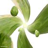 Sprout Work